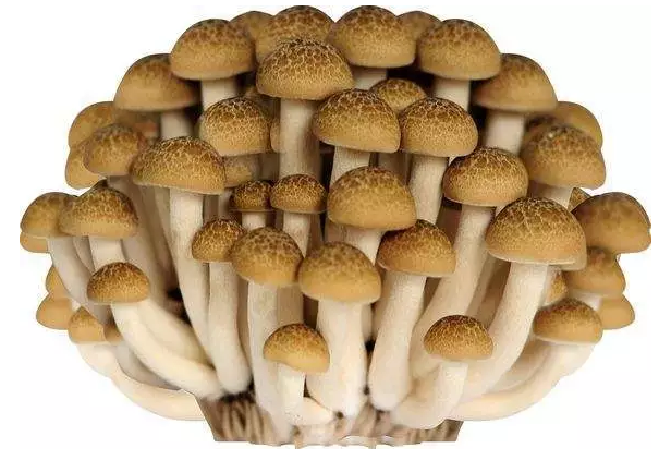 http://www.tjsjtygt.com/ewebeditor/uploadfile/20170914091421667001.png